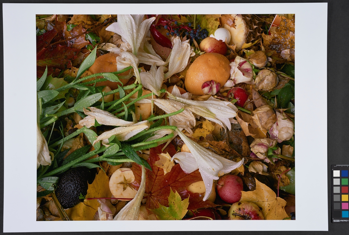 Komposthaug med blomster, grønnsaker og frukt. Inngår i serien "Compost".
