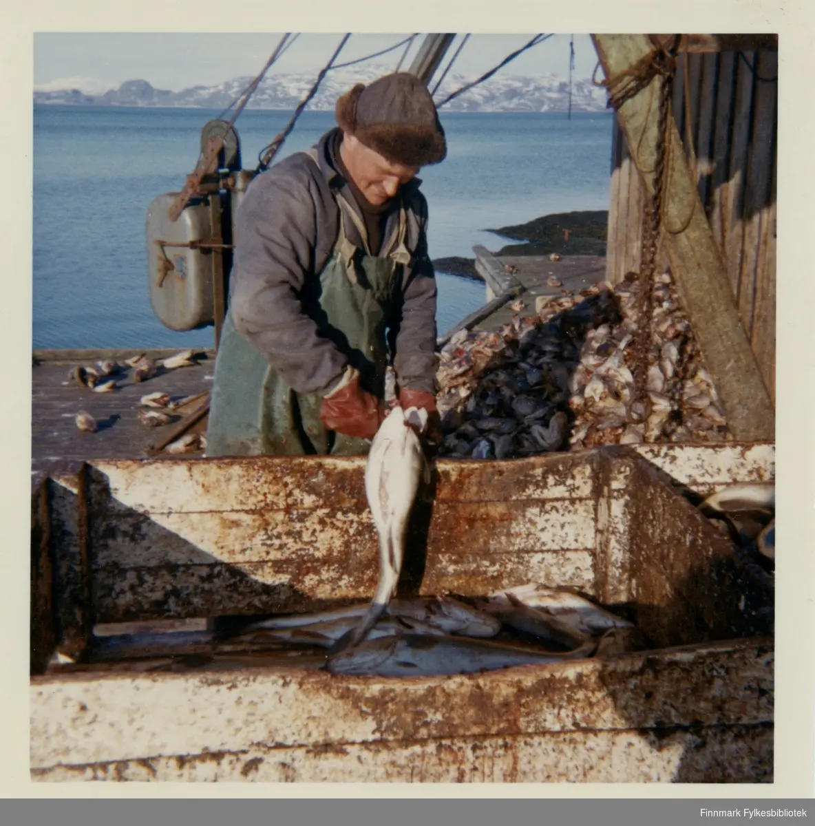 Edvart Johansen sløyer dagens fangst, ca. 1966-1967. Vi ser en haug med fiskehoder.