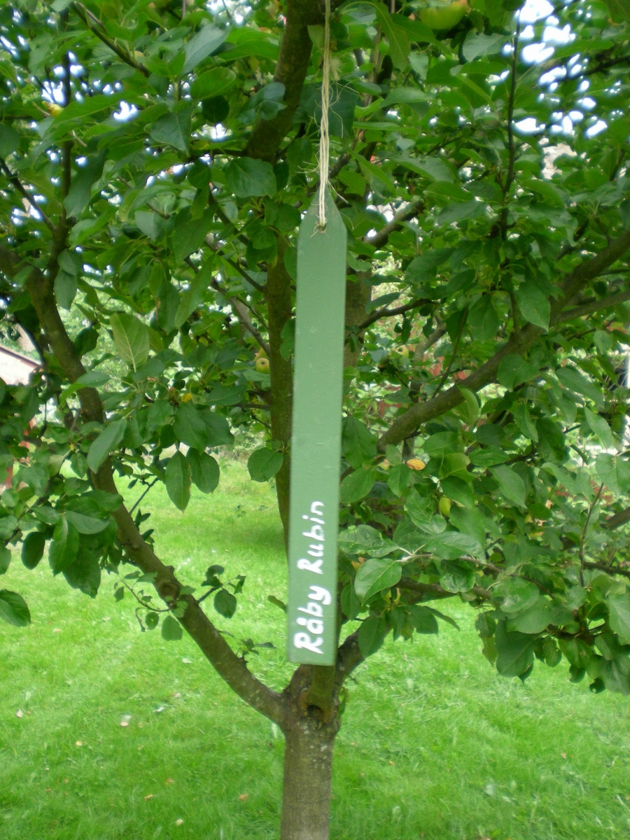 "Råby Rubin"-skylt i fruktträd på Vallby friluftsmuseum, Västerås september 2008