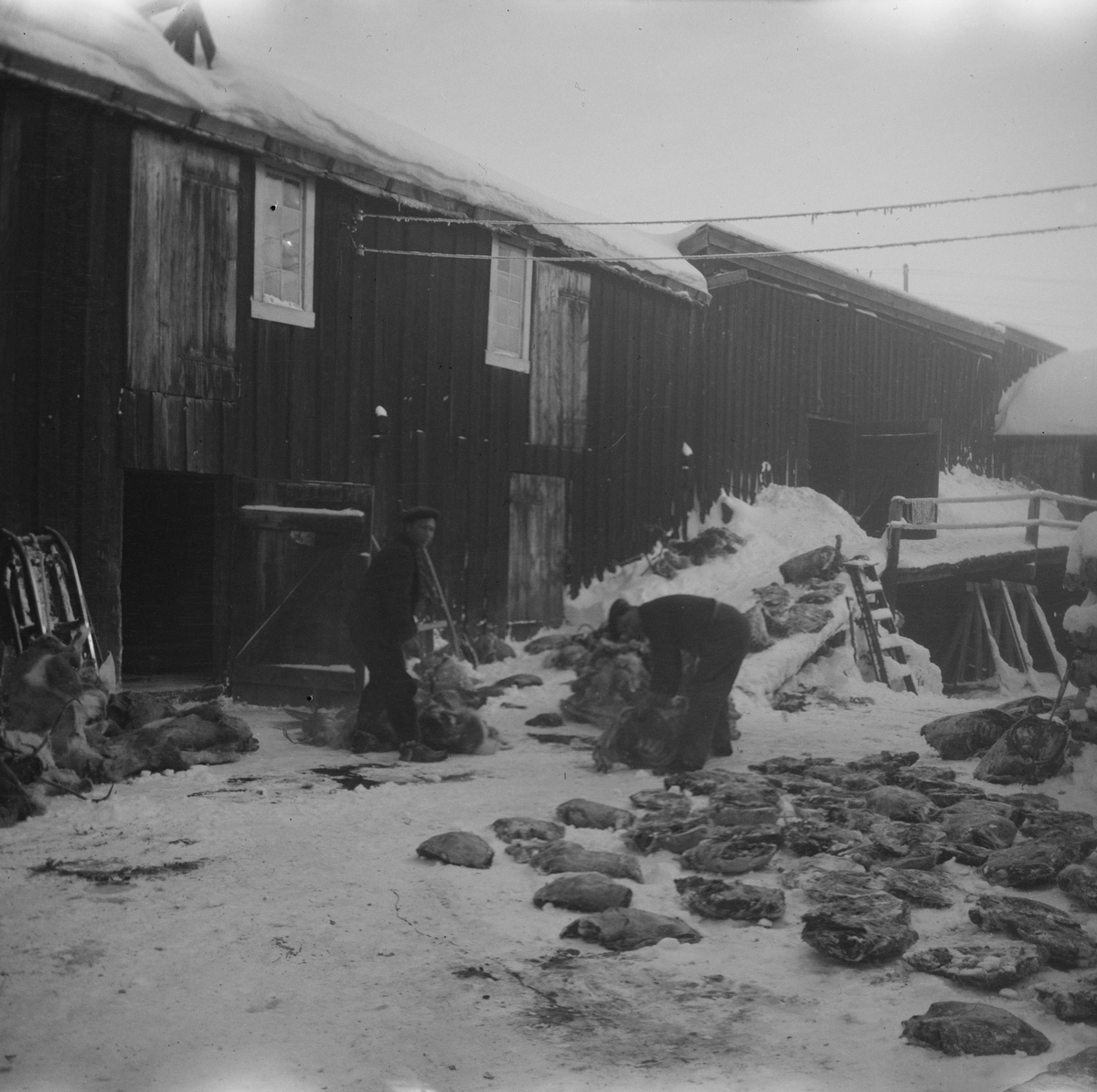 To menn arbeider med partering av reinslakt i gårdsrommet i Finborudgården, Røros, på 1920-tallet