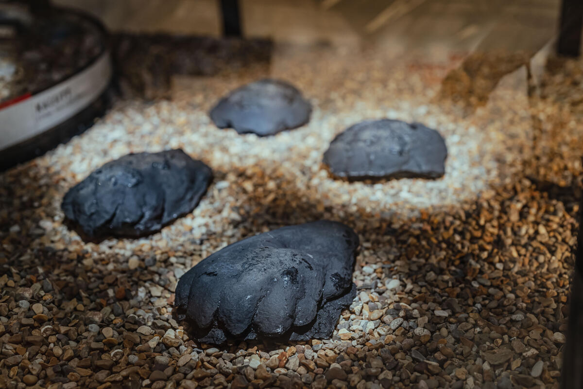 Photo shows footprints of an ancient animal.