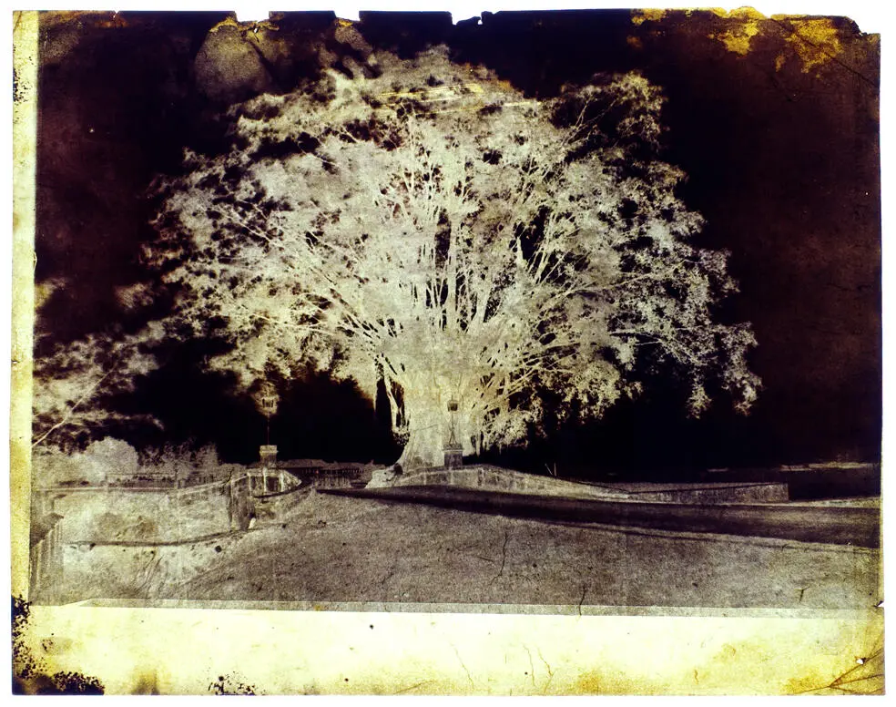 Negative image of a large tree