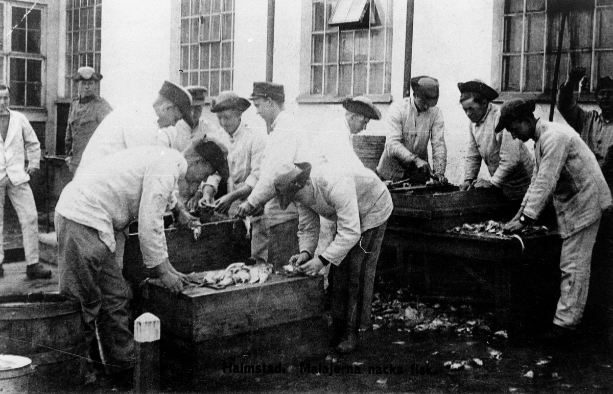 16, Hallands Regemente. Malajerna nackar fisk.
Avfotografering av vykort på "Markan" omkr. 1910.