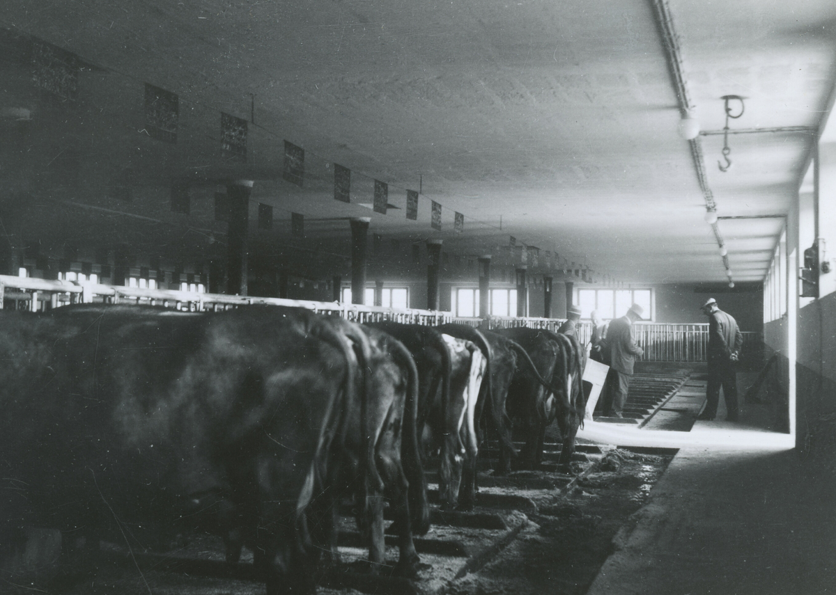 Kornrådet på besøk på Fritzøe gårsbruk 10. august 1938.