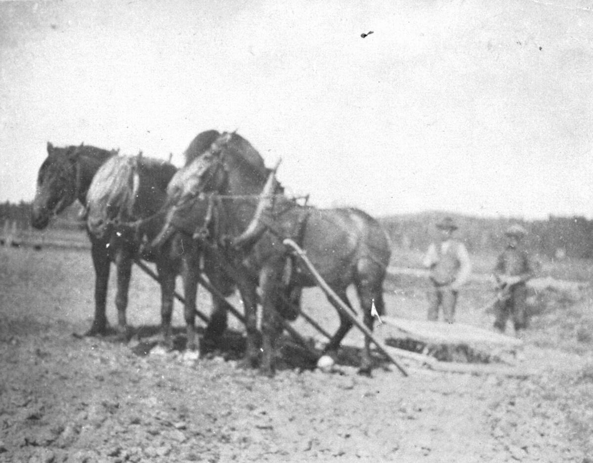 Rulleharv med 3 hester for, hos H Skarpaas på Bakke ca 1920, "Svarta", "Rauen", "Rask", kjørekarer