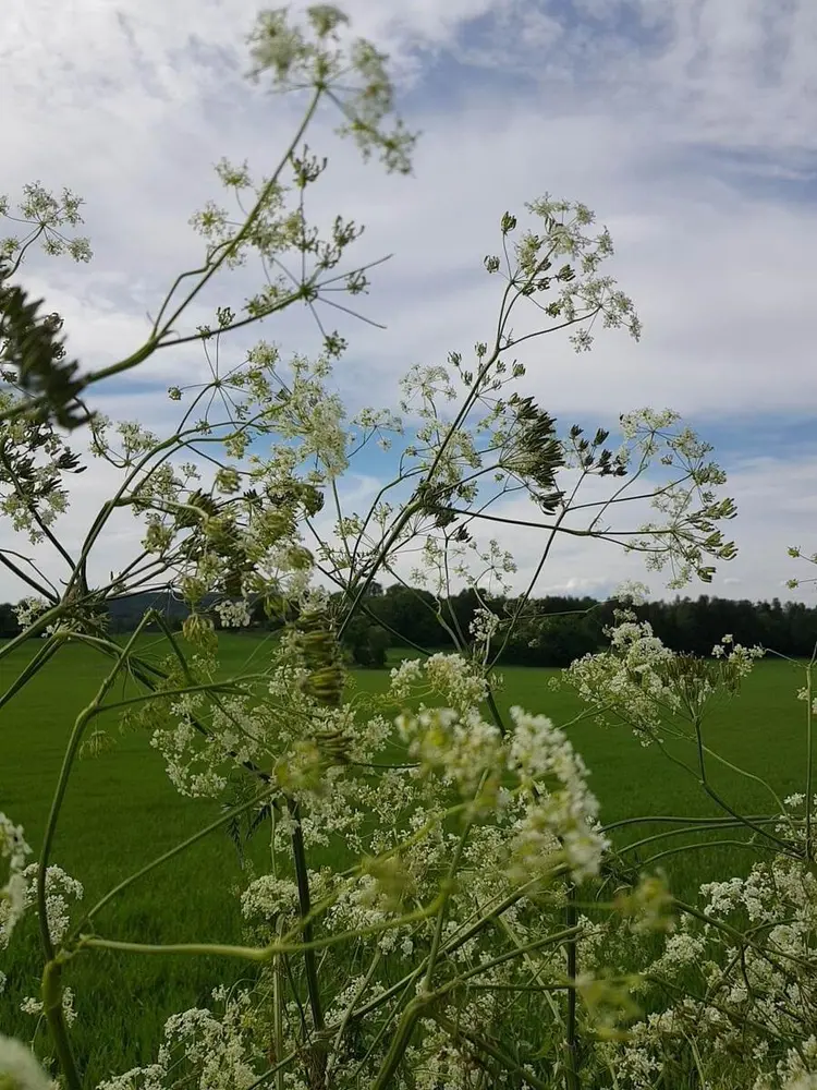 Hvite blomster mot blå himmel