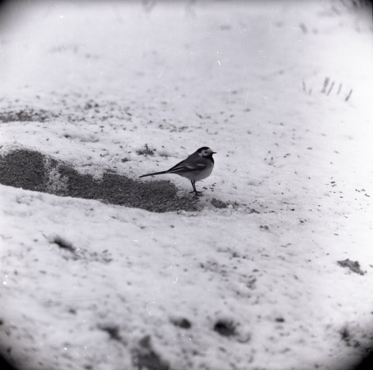 En sädesärla står på snötäckt mark, 1969.