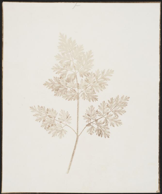 En tynn bregne fotografert rundt 1840 med en teknikk som ble kalt Calotypi.