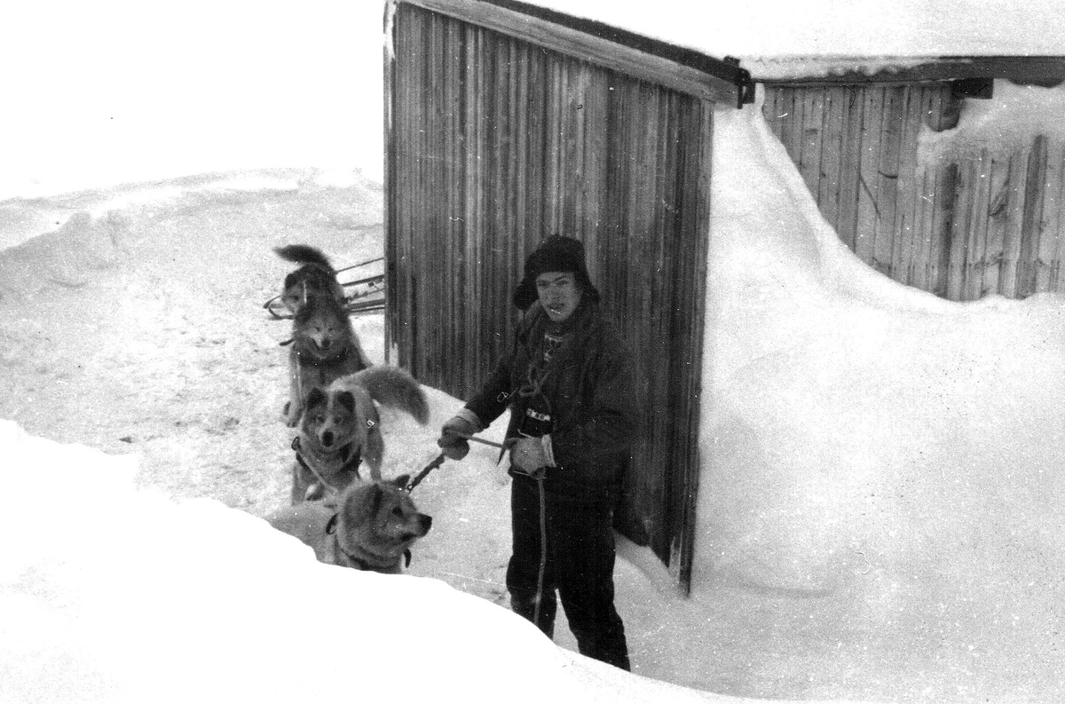 På hyttetur med hundespann  Bilde fra Bjørnar Nilsen, sønn av stiger Johannes Nilsen Støpseth, som var her i 40 år.