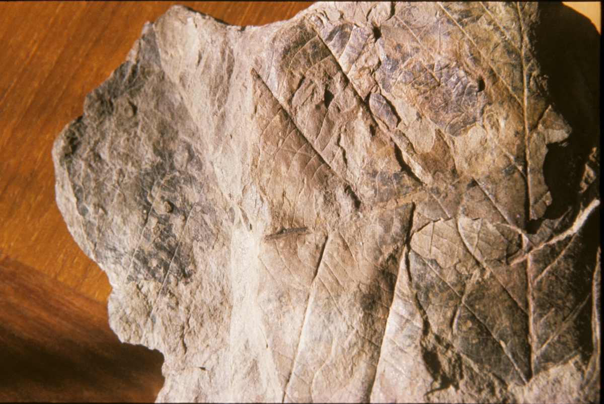 Fossil fra Longyearbreen