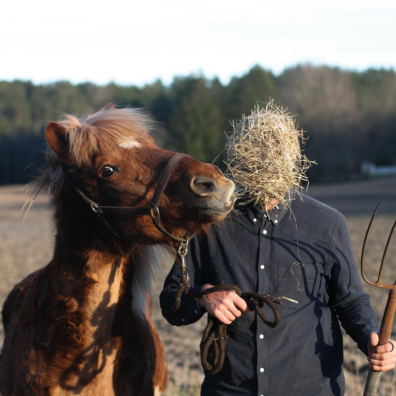 Bildet er av en mann og en hest. Mannen har høy dandert rundt hodet og hesten forsøker å spise av det.