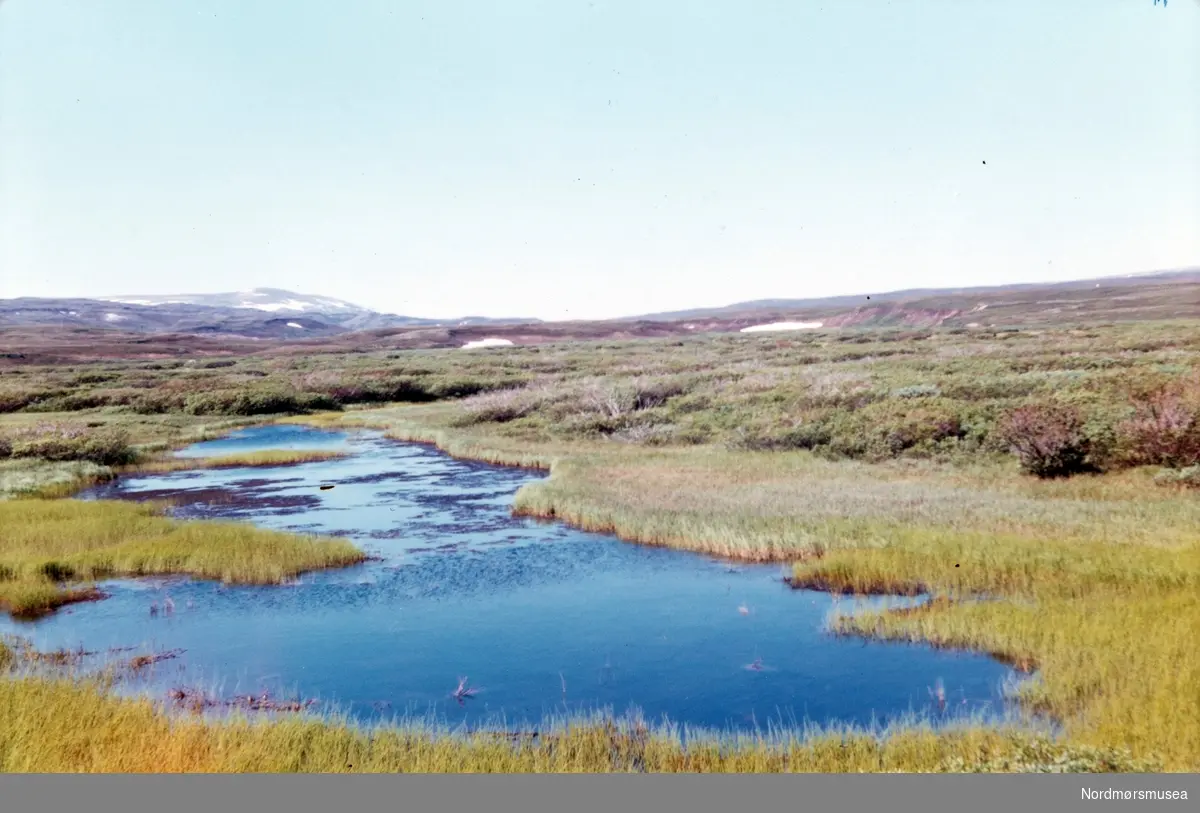 Foto muligens fra Smalfjordmyra i Tana herred, juli 1969. Fra fotoalbumet "Verneverdige myrer og våtmarker" tilhørende Norsk myrmuseum, Smøla kommune.