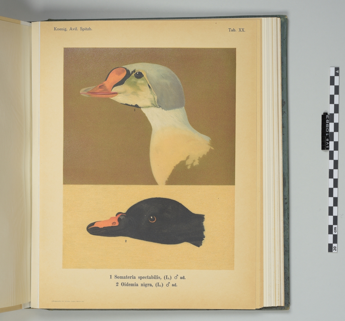 Praktbok om fugleliv på Svalbard med fotografier og fargeillustrasjoner. Boken kom ut i 1911 og forsiden har forgylt illustrasjon i relieff som viser alkekonger i fjellsiden på Platåfjellet, med Hjorthfjell i bakgrunn. 