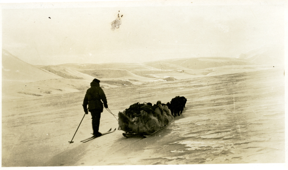 Bilde fra den nederlandske gruveperioden i Barentsburg/Green Harbour. Etter Count Van Hogendorp, en nederlandsk ingeniør rundt 1922 i Barentsburg. Sledetur mot nord.