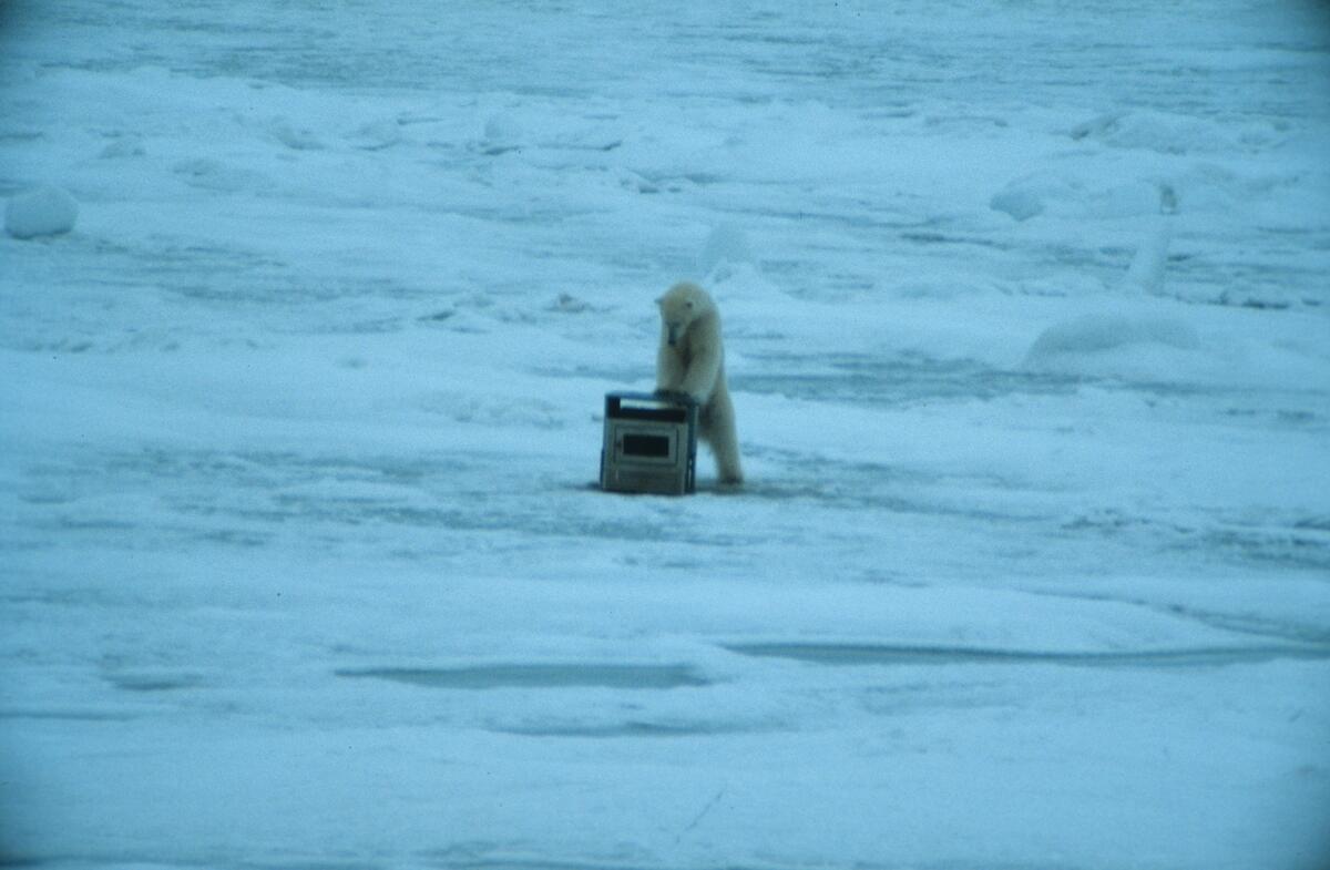 En isbjørn med komfyr.