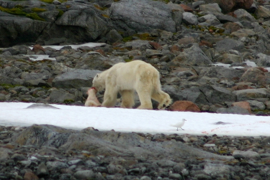 Isbjørnhann tar unge. Tatt fra ekspedisjonskipet Professor Molchanov i Eidsbukta.