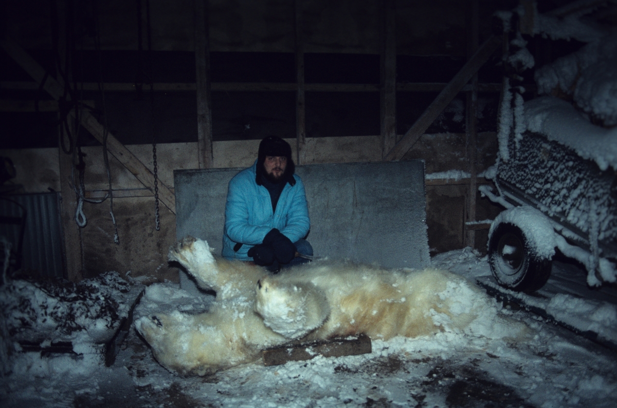 En mann med frossen og død isbjørn.