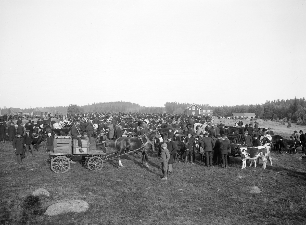 Momarken i Österbymo 1913. Marknaden hölls två gånger om året, i juni och i oktober. På bilden har männen samlats på kreatursvallen för sälja ifrån eller inhandla nytt för sina ladugårdsspiltor.