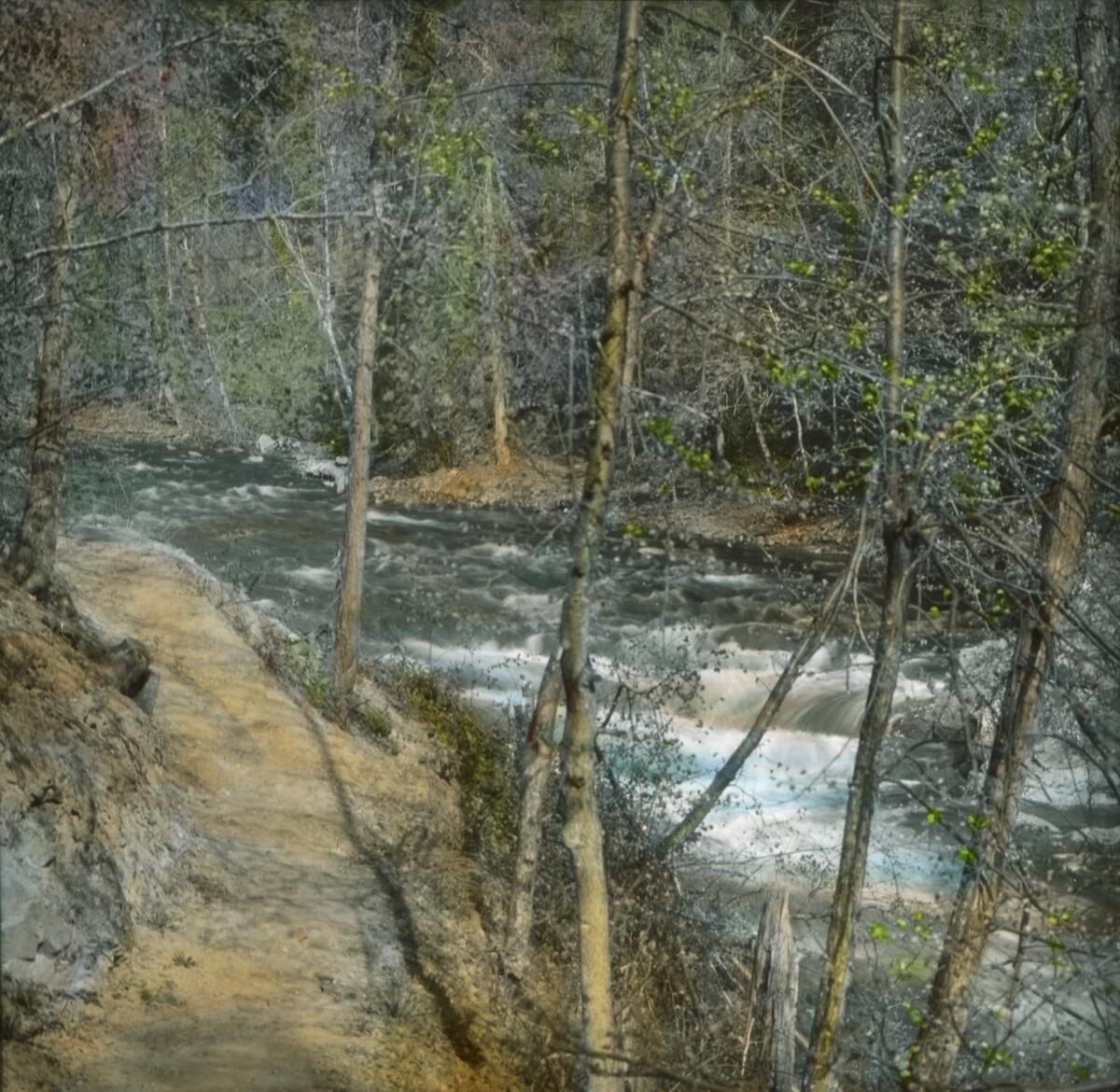 Håndkolorert dias. En elv renner gjennom et skogslandskap. del av Wilses serie kalt "Solvirkning".  