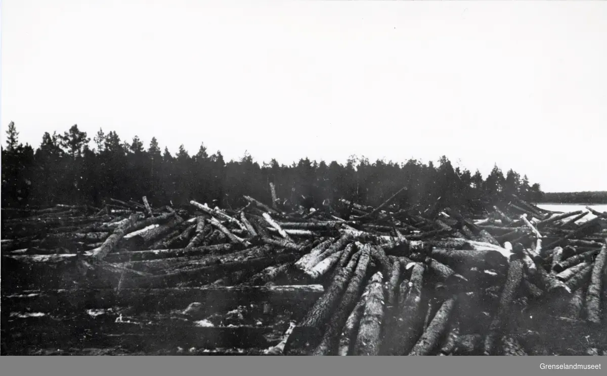 Fra Pasvikfløtingen i 1921. Binding på omtrent 30'000 tømmerstokker i Tangenfoss etter at mottakingsbommen ved Grensefoss var sprunget. Tømmeret tilhører Pasvik Timber. 