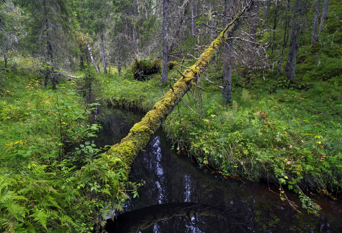 Skogsbekk i gammel granskog. Fra Dølaelva naturreservat, Namsos, Trøndelag. Boreal regnskog som ble vernet i 1992. Her finnes flere sjeldne og utryddingstruede lavarter. Naturtypen finnes kun i kyststrøkene i Trøndelag og sør i Nordland og er internasjonalt truet.