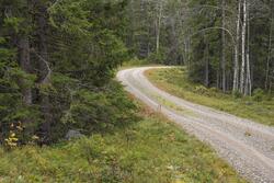 Skogsbilvei i skoglandskap. Fra Høljedalen, Trysil, Innlande