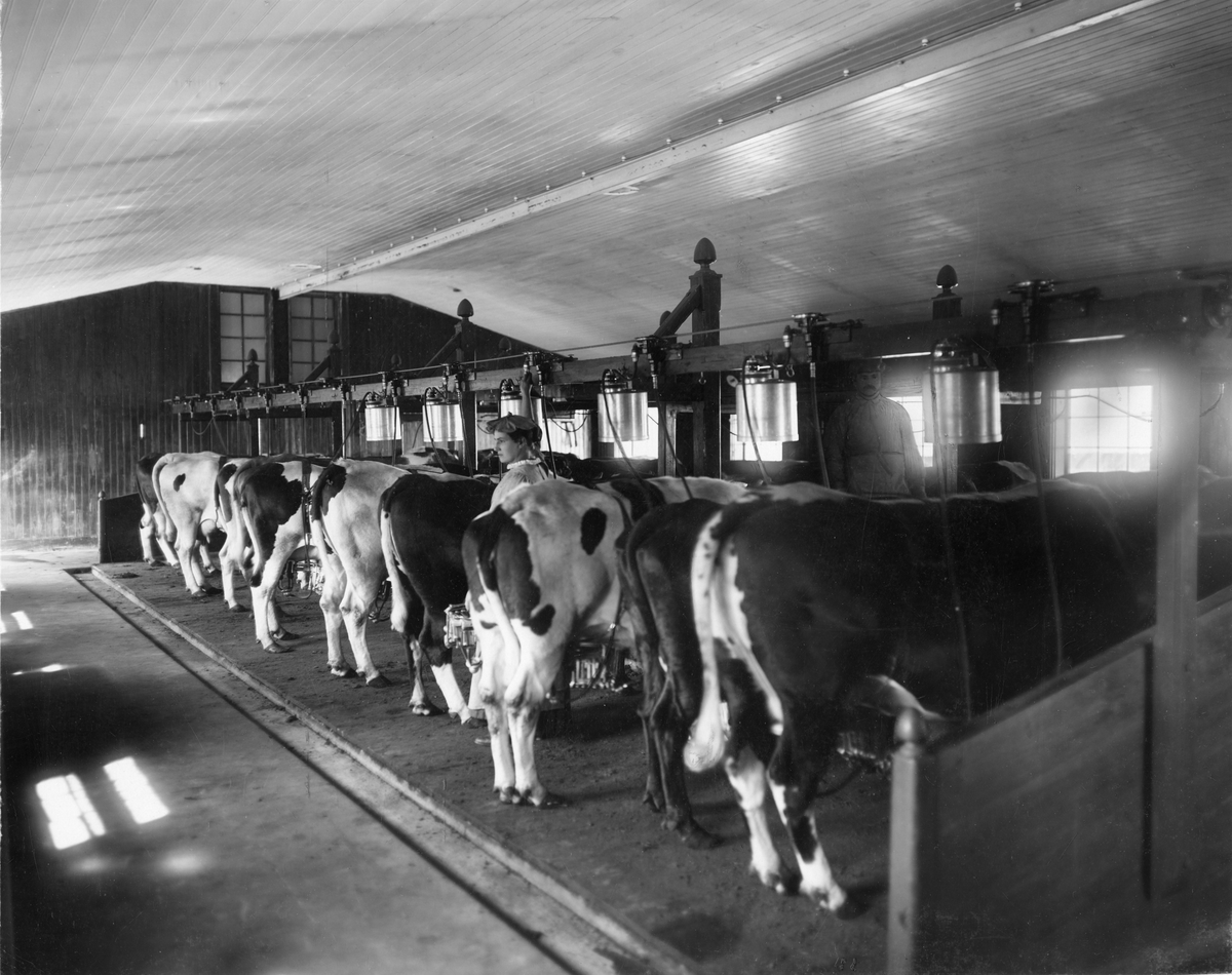 de Lavals Ångturbin, AB Separator - Tekniska museet / DigitaltMuseum