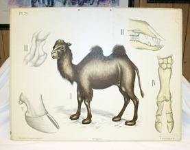 Plansje. Rektangulær. Papp. 2 hull til oppheng med sirkulære metallringer. Illustrasjon av kamel, kamelhover, kamelklauv, kuklauv. Kamelens tannsett. Romertall fra I-V. Skrift.