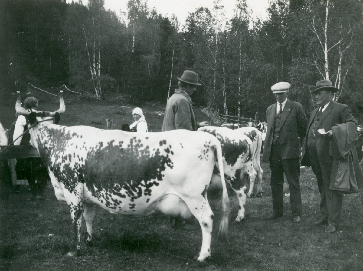 Telemarksfe og folk på Landbruksselskapets årsmøte i Tinn 1929. 