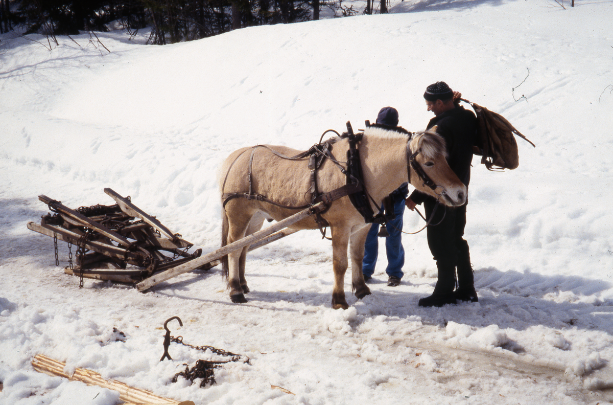 Tømmerkjøring. Harald Rustand og hesten på lunneplassen.
