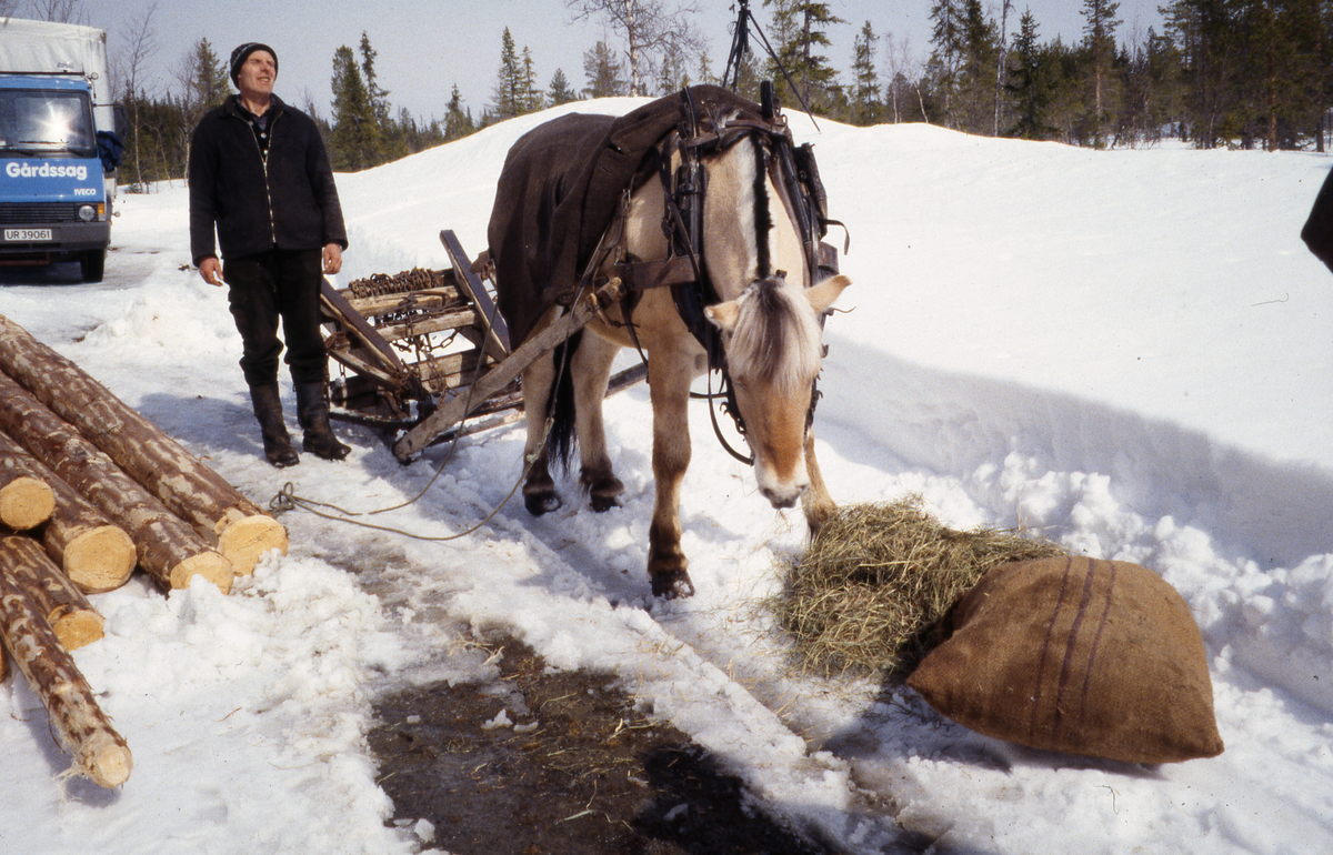 Tømmerkjøring. Harald Rustand og hesten på lunneplassen.
