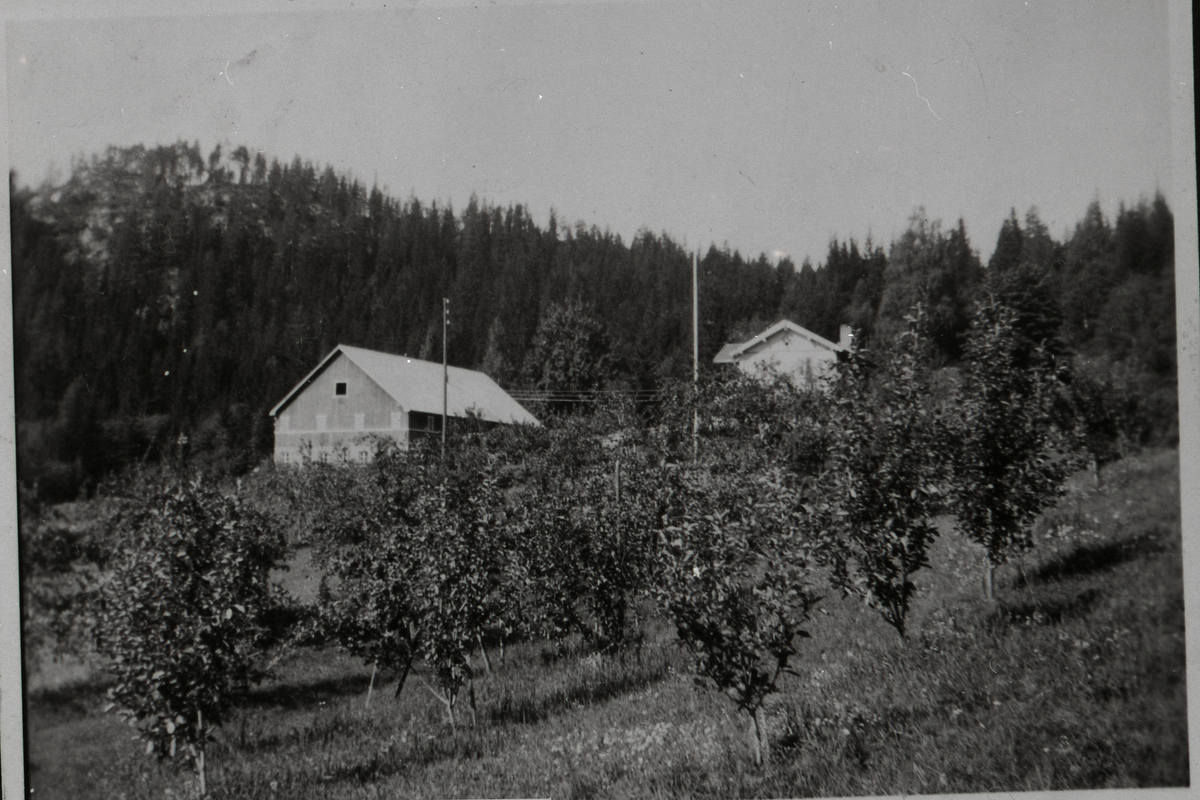 Frukthage
Del av frukthagen til Thorvald Berg. Han hadde på den tiden ca. 200 epletrær, Gravenstein og Åkerød
