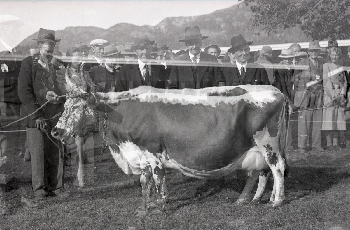 Kyr på Dyrskun i 1920-åra.  Foto av Karsten Baardseth, fylkesagronom.