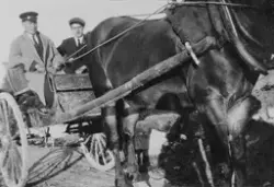 Hest med vogn, 2 menn sitter i vognen