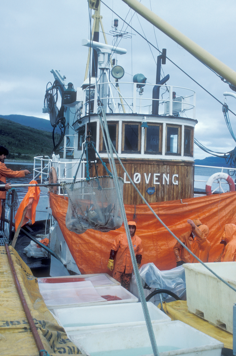 Tromsø 1985 : Båten "Løveng" ligger til kai, mannskapet håver fisk
