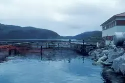 Tromsø 1985 : Oppdrettsanlegg, merder flyter på vannet, en b