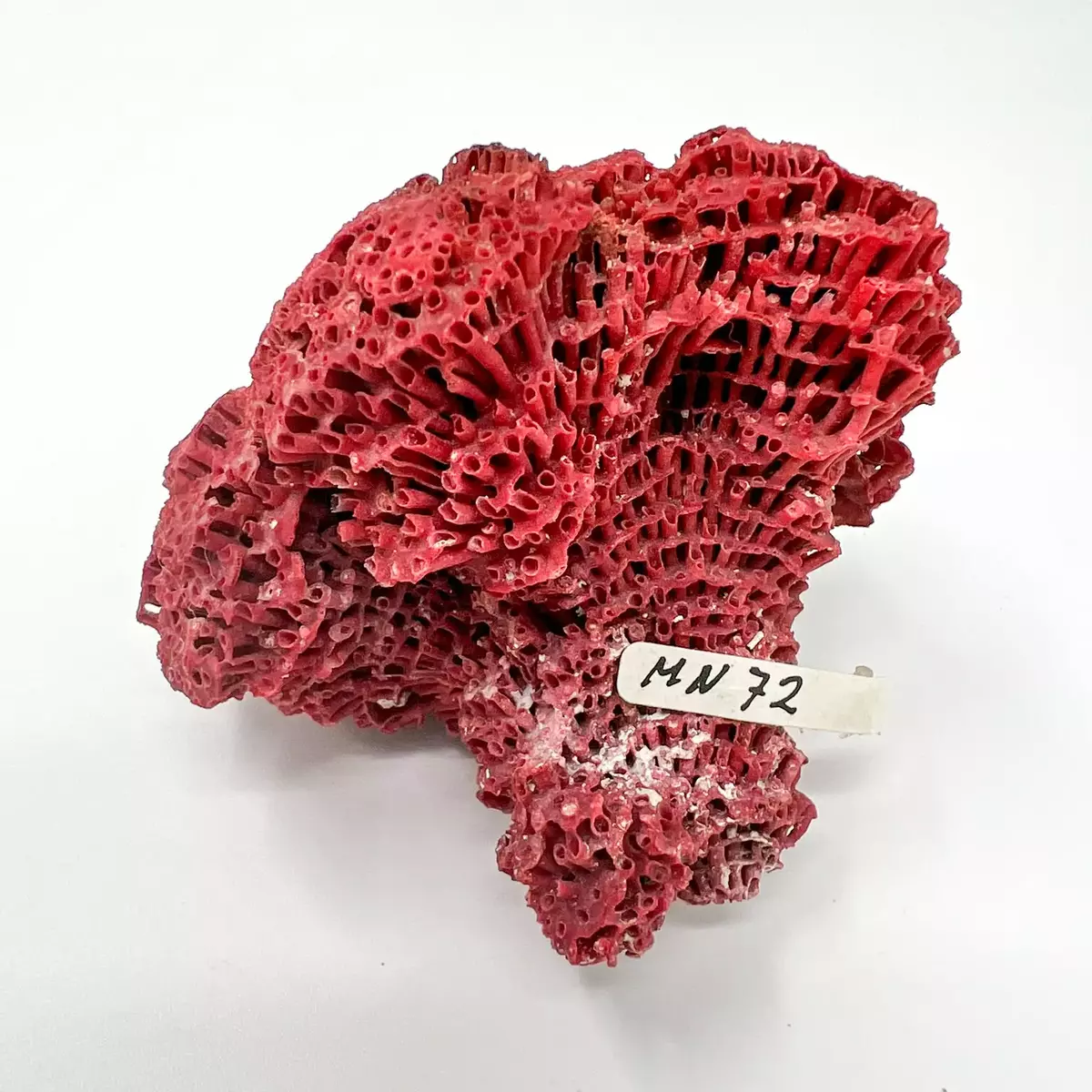 Röd korall, 3 st, porös, 6-8 cm.