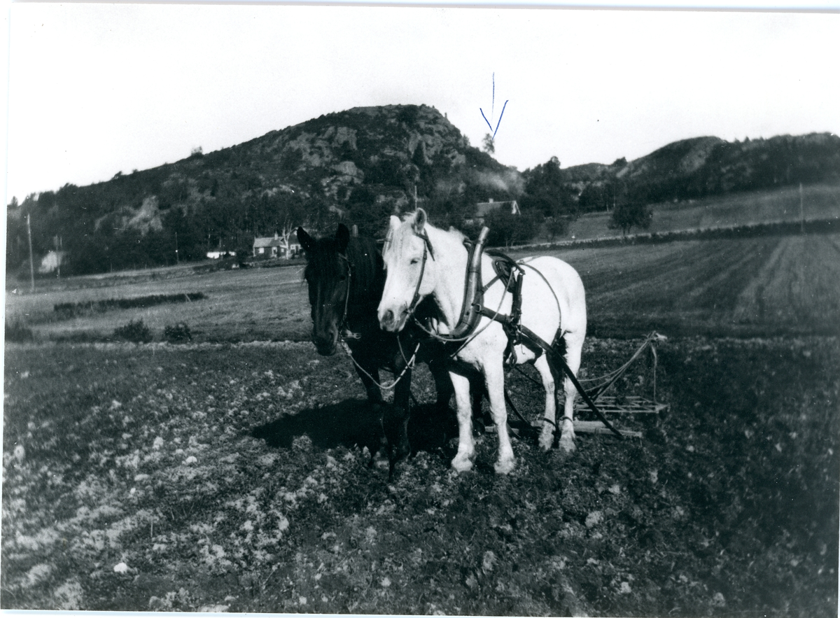 Två förspända hästar står på åkern, Vommedal Västegård "Hanses" 1926. Till vänster ligger "Huldas" och till höger "Hanses". I bakgrunden ses Brattåsberget.
Relaterat motiv: A0935.