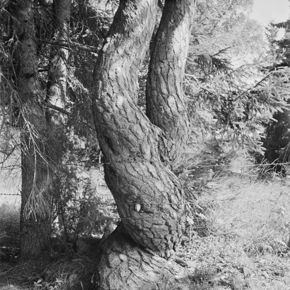 Egendomligt växt träd i Skogstibble, Uppland 1958