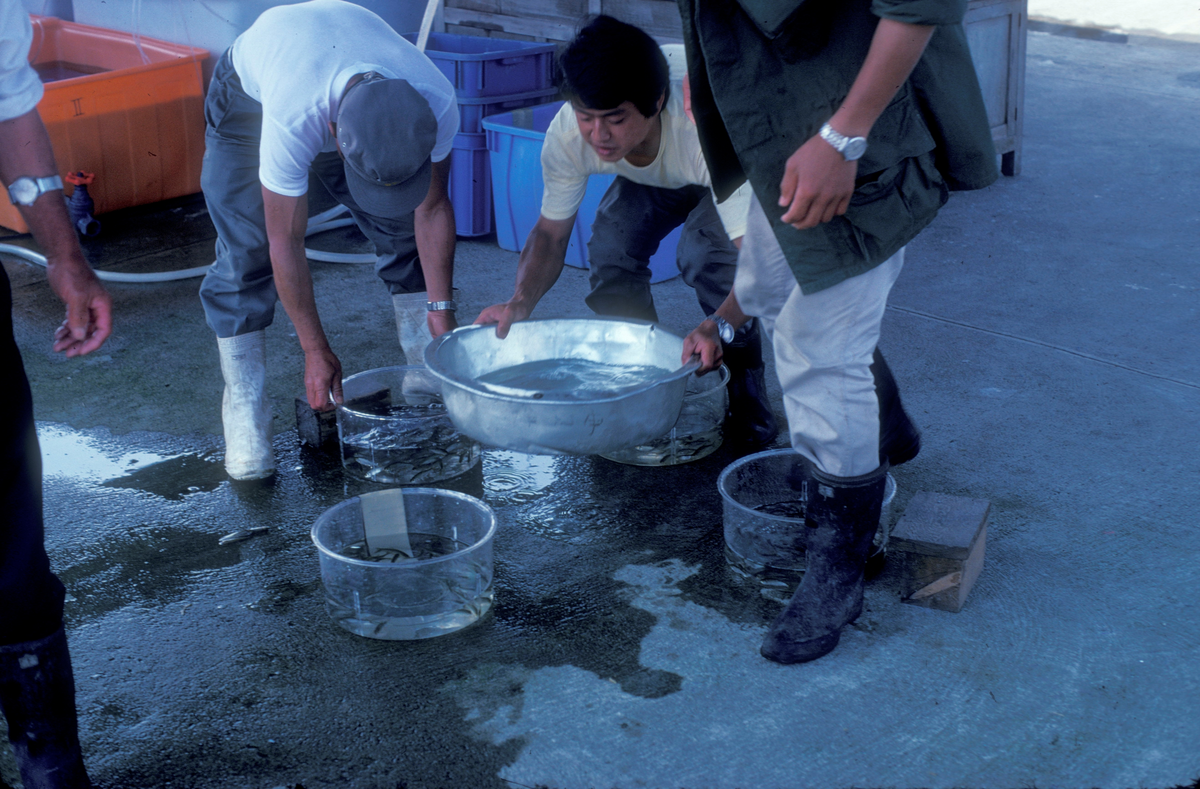 Motiv fra Japantur : Noen bøtter med småfisk stor på bakken, tre menn jobber rundt.