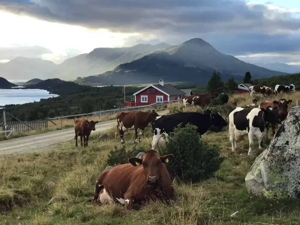 Kyr på beite i seterområde i fjellet