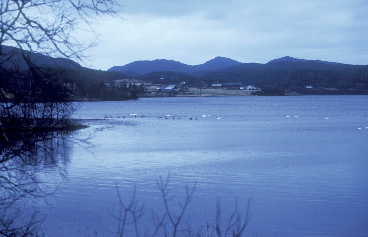 Bjugn, 1992 : Landskapsbilde, utsikt fra vannkanten mot land på den andre siden.