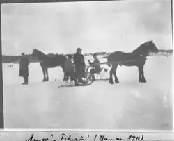 Hester og menn trolig på Mjøsisen utafor Hamar 1911. Ingen a