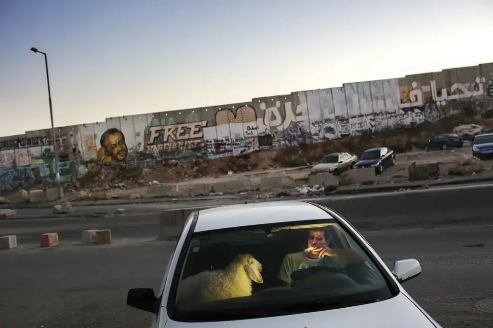 I nærheten av Qalandiya-kontrollpunktet på Vestbredden, parkert med ryggen mot en mur av tung politisk graffiti, sitter en ung mann i bilen sin og tar seg en sigg. En sau, årets offerlam for Eid, fyller hele passasjersetet.