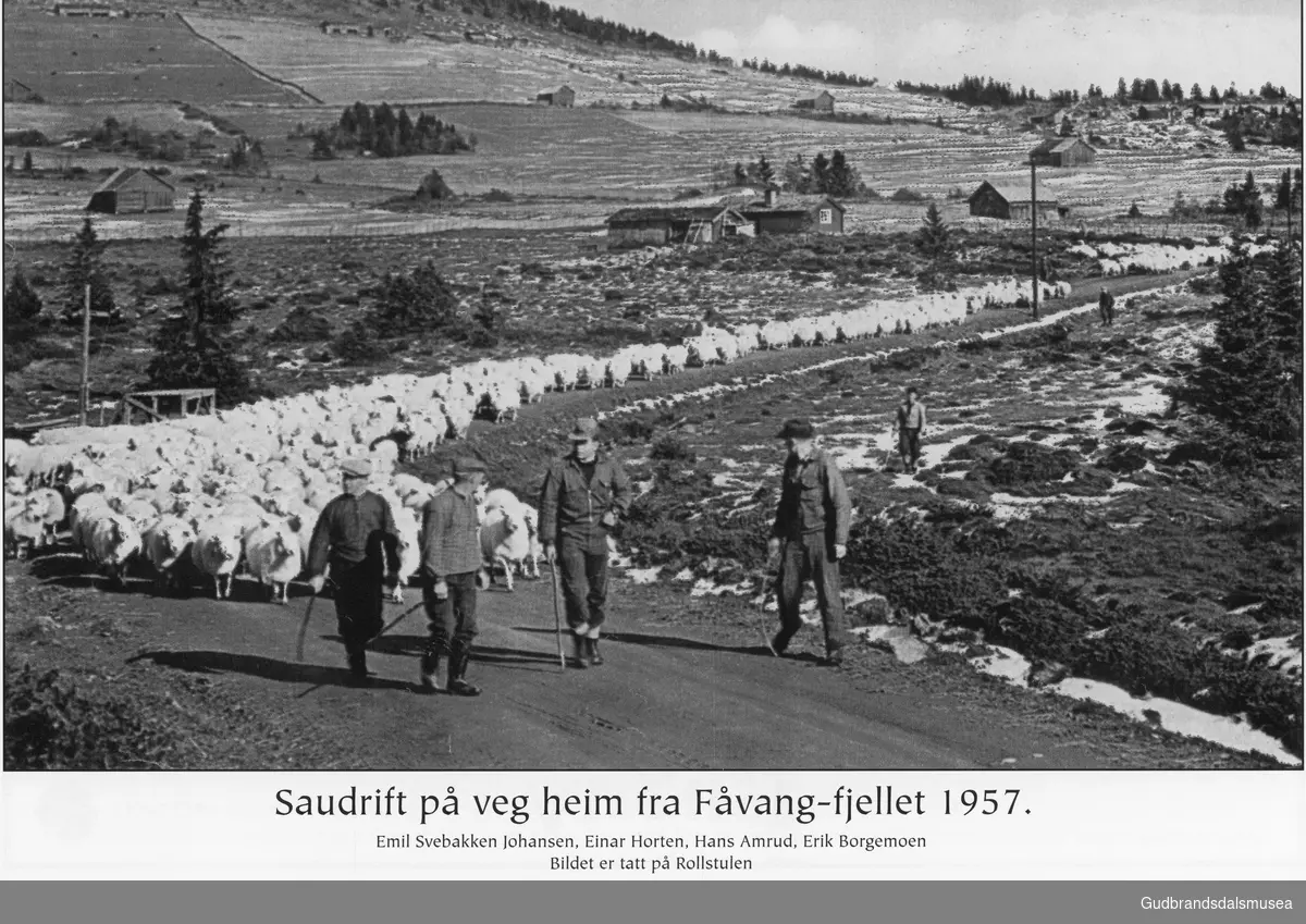 Saudrift fra Fåvang fjellet 1957