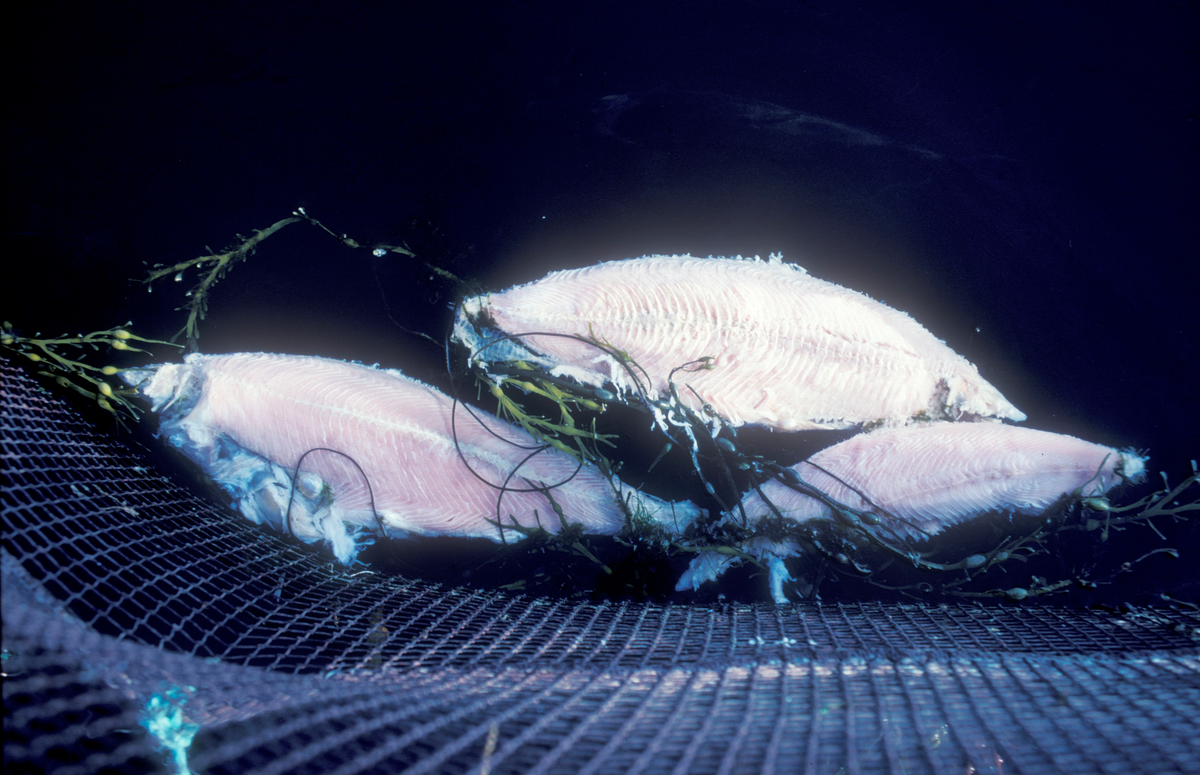 ST.Stamfisk, Bjugn, 1988, rognluft. : Døde fisker som flyter i vannoverflaten, mangler store deler av skinnet.