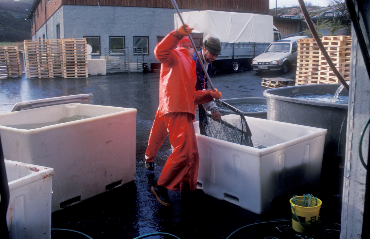 ST.Stamfisk, Bjugn, 1988, rognluft. : To menn håndterer fisk for samling av rogn.
