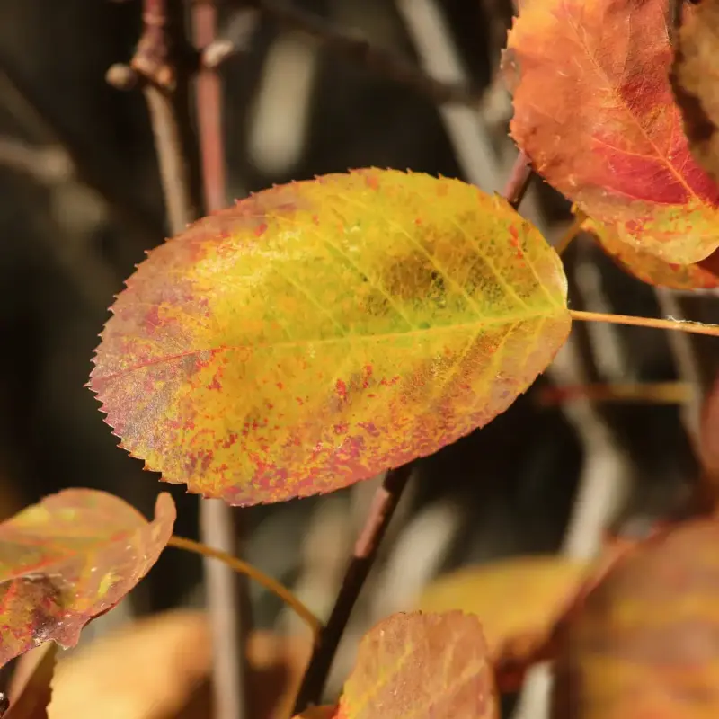 Blåhegg er svartelistet tre med ovale blader som blir gul-røde om høsten.