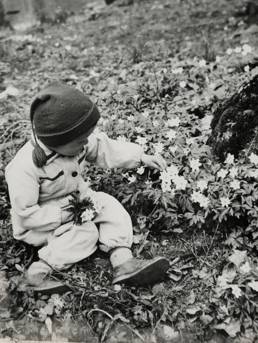 Nå er det vår!, 1951.Foto: Johanne Elisabeth Meyer, Kvitveis. Tilhører Preus museum samling.