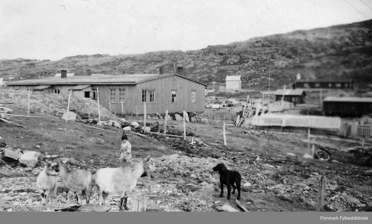 Havøysund 1948 . Sykehusbrakka i bakgrunnen. Geiter, en hund og et barn i forgrunnen.